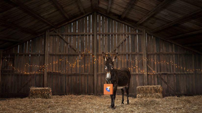 A donkey in a stable decorated with fairy lights, holding a shopping bag with a Telstra logo in its mouth